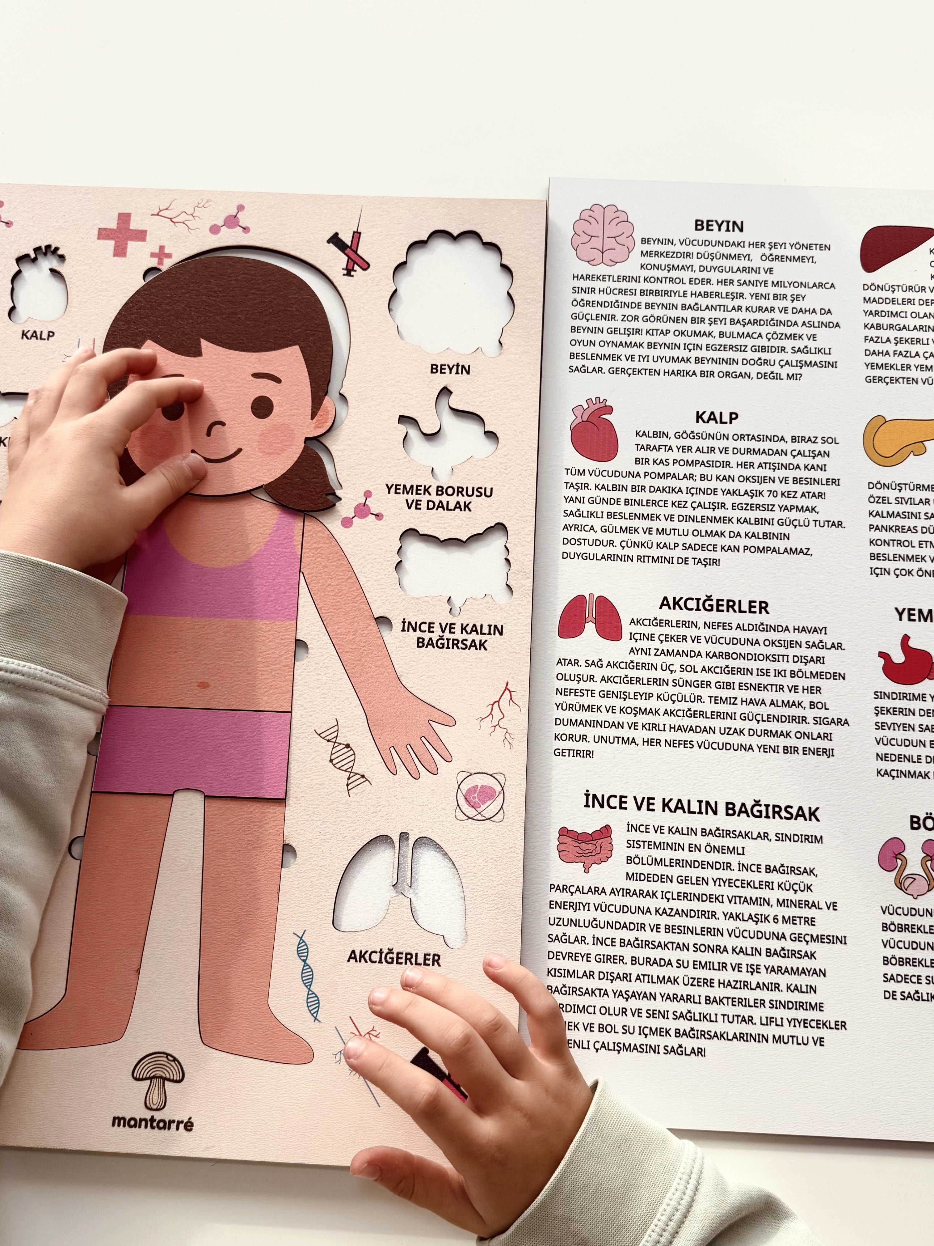 Montessori Çocuk Anatomi Puzzle'ı