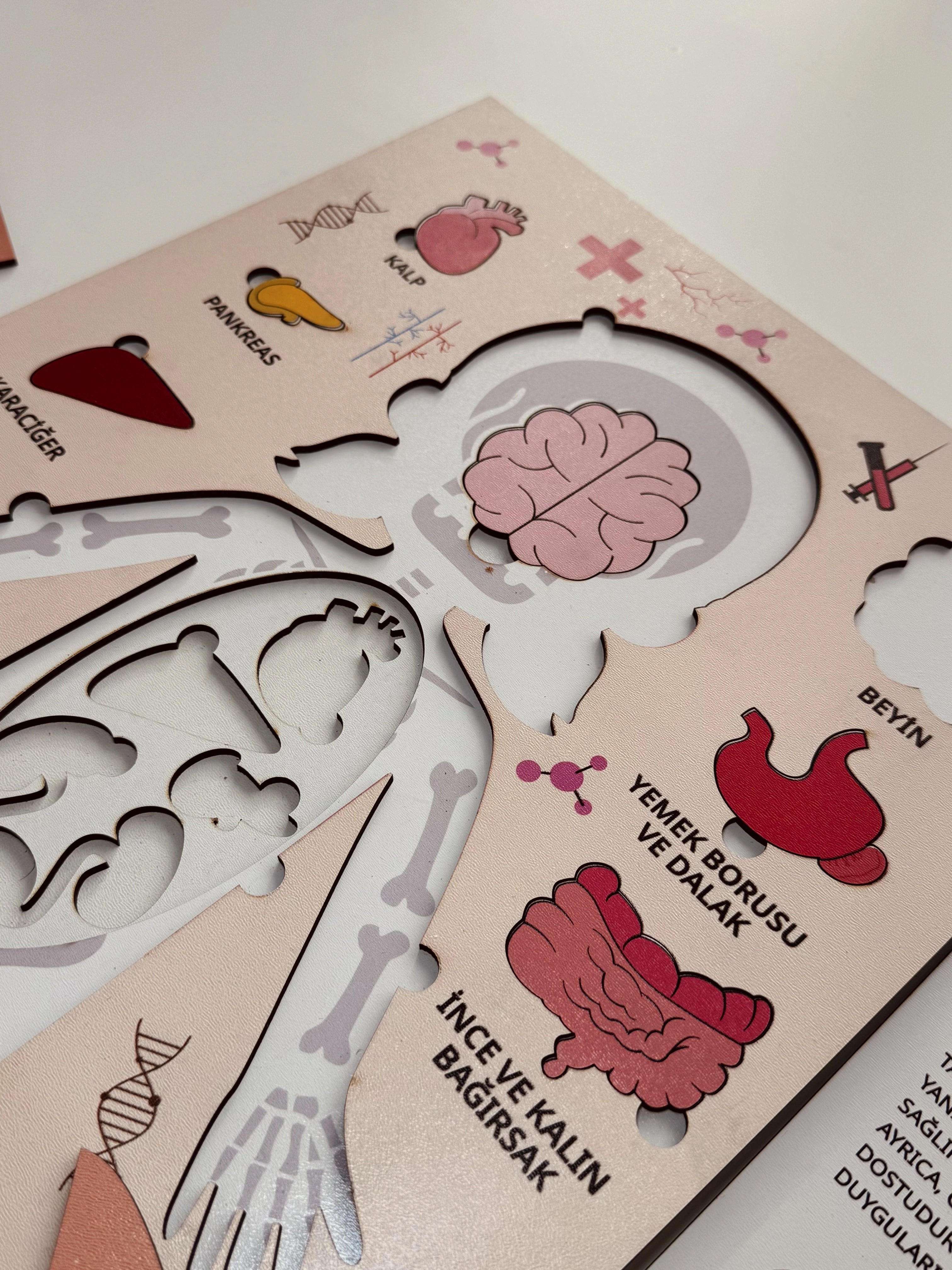 Montessori Çocuk Anatomi Puzzle'ı
