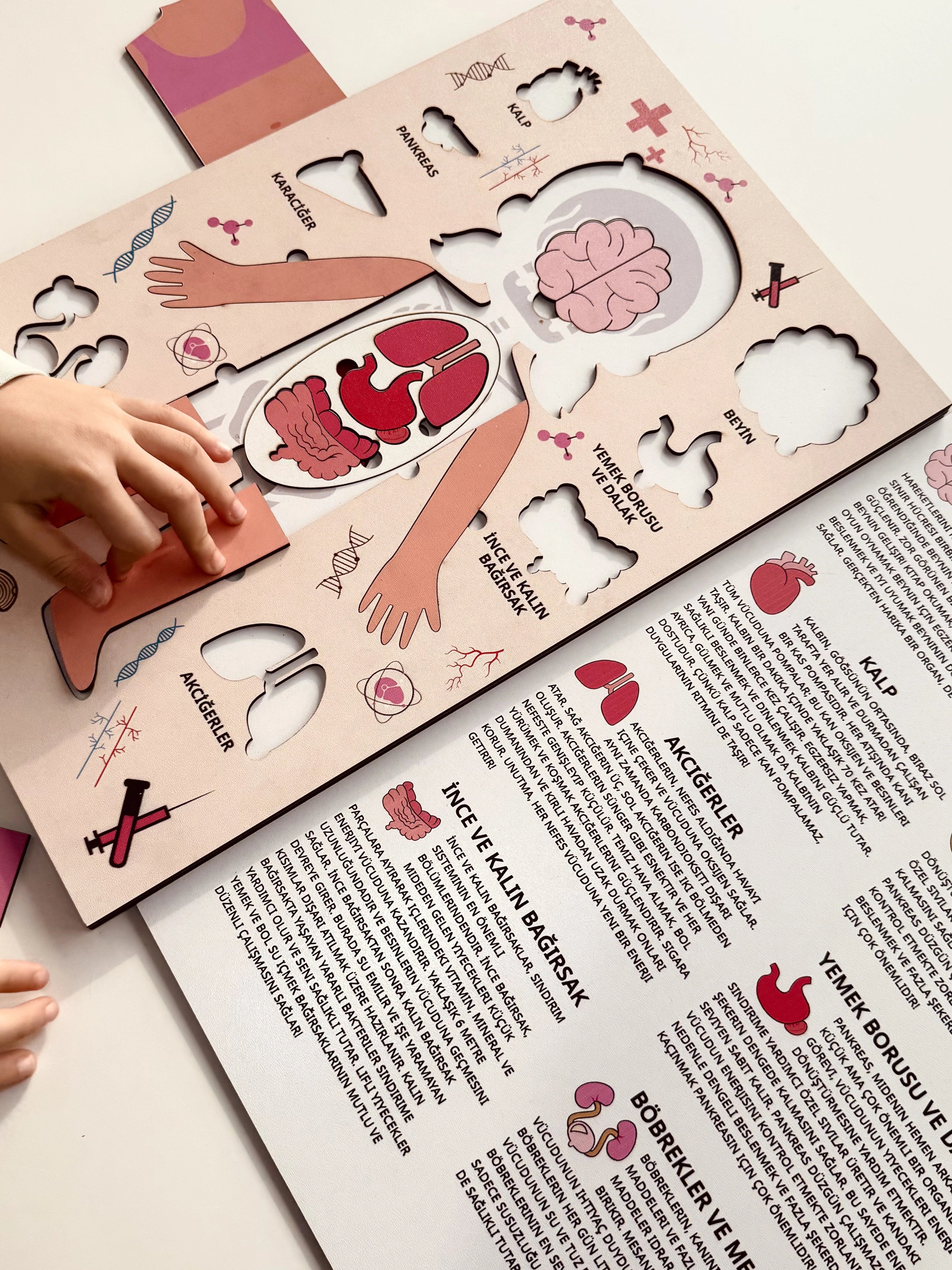 Montessori Çocuk Anatomi Puzzle'ı