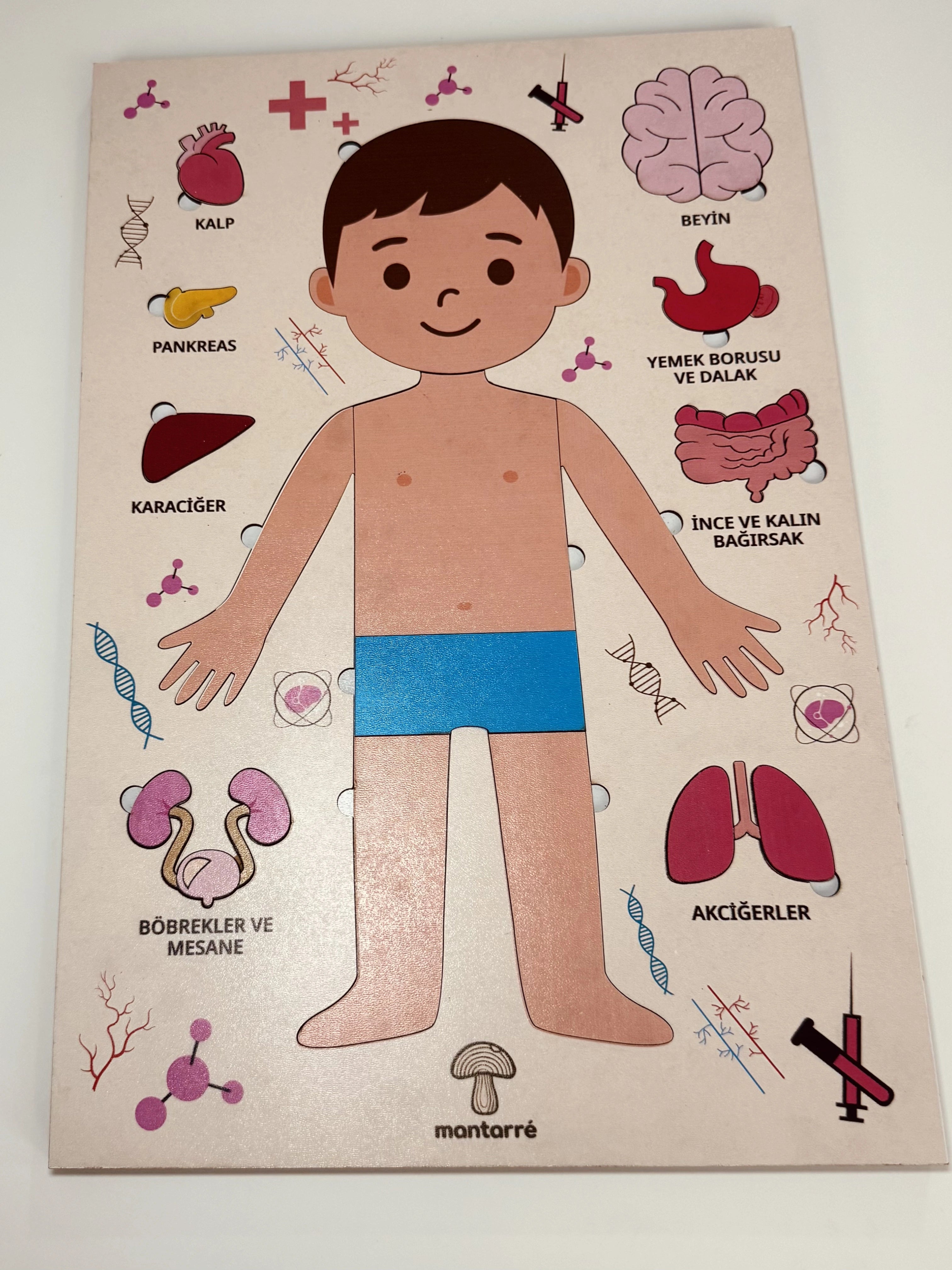Montessori Çocuk Anatomi Puzzle'ı