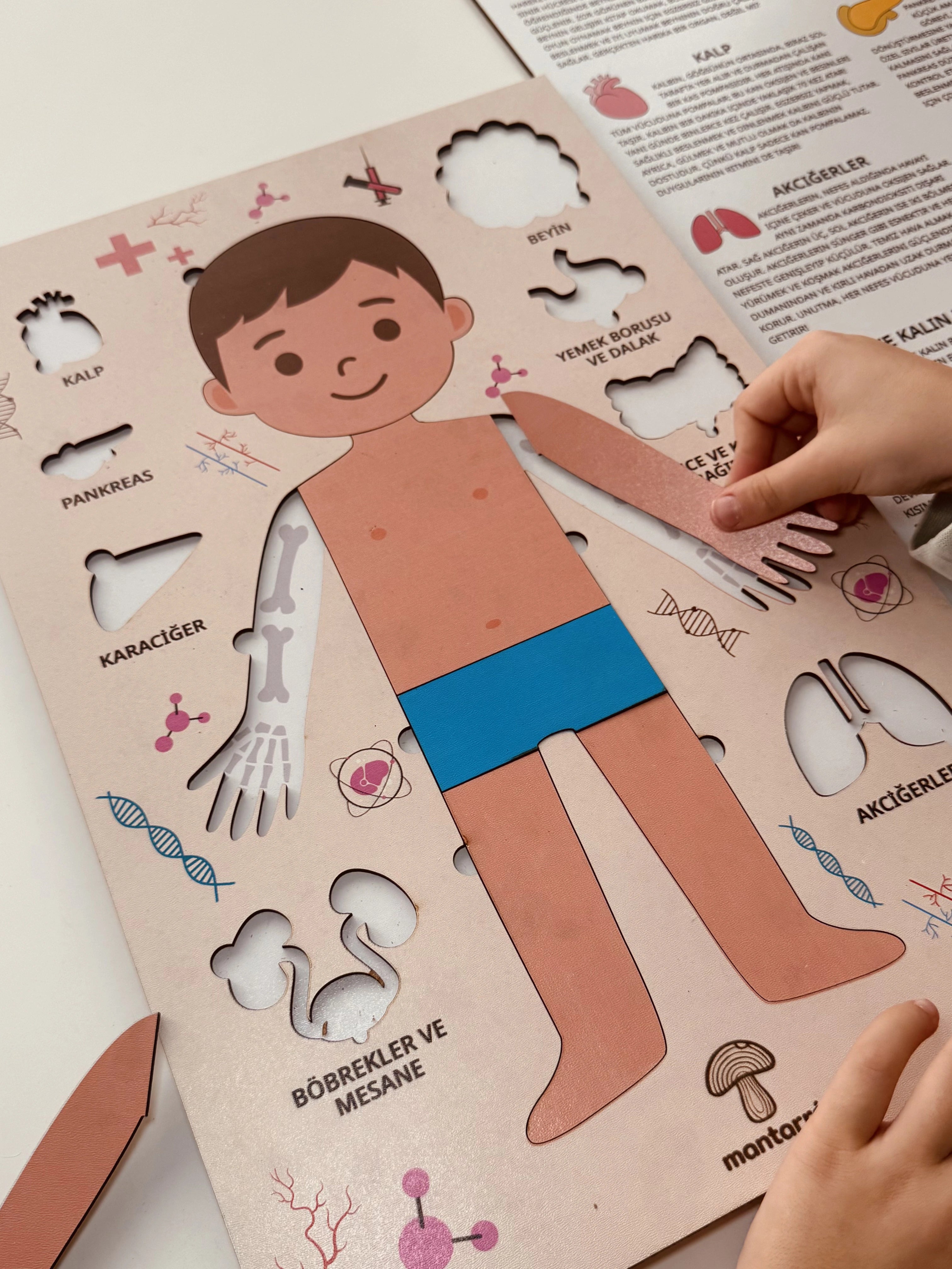 Montessori Çocuk Anatomi Puzzle'ı