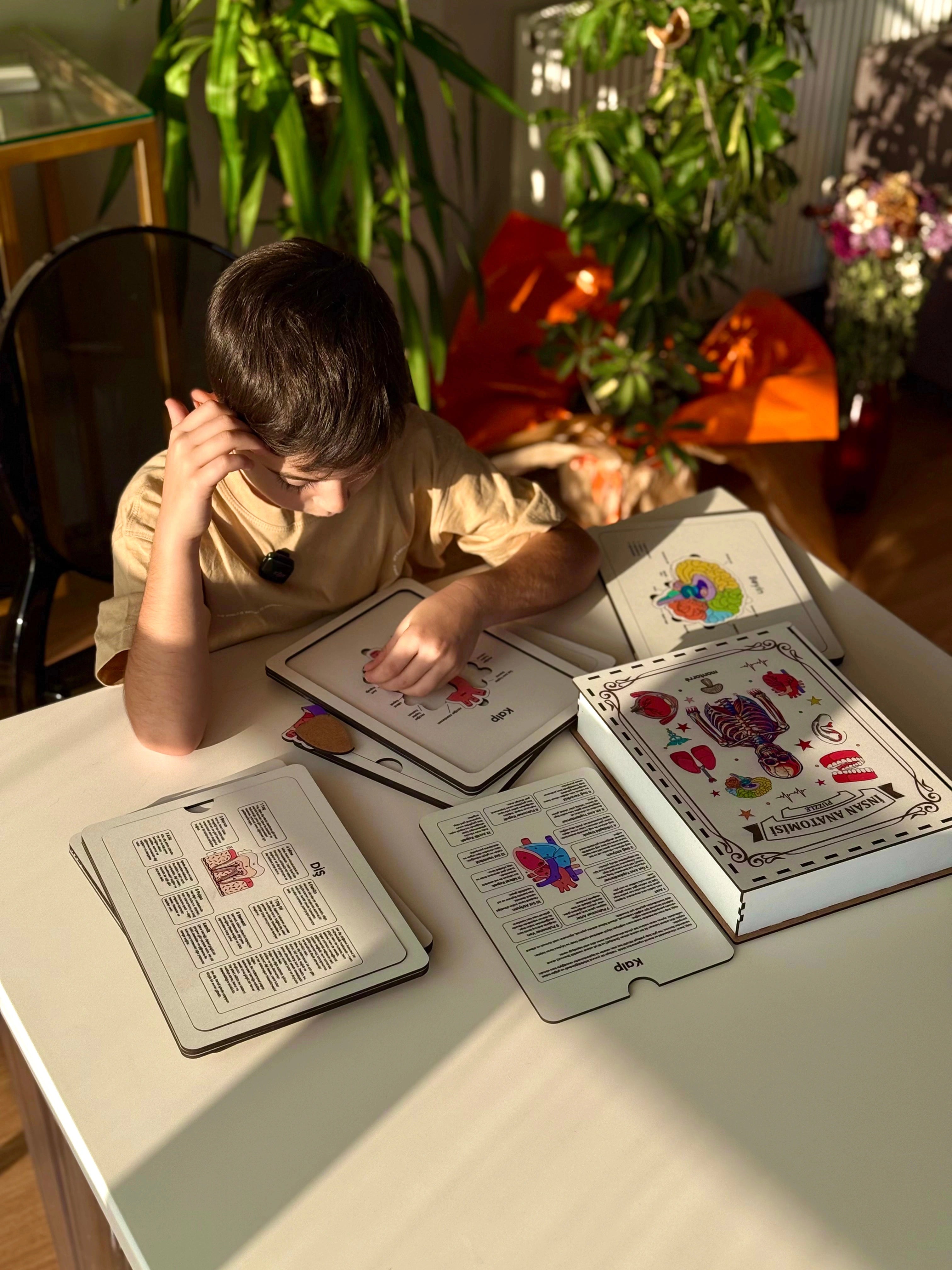 İnsan Anatomi Kartları