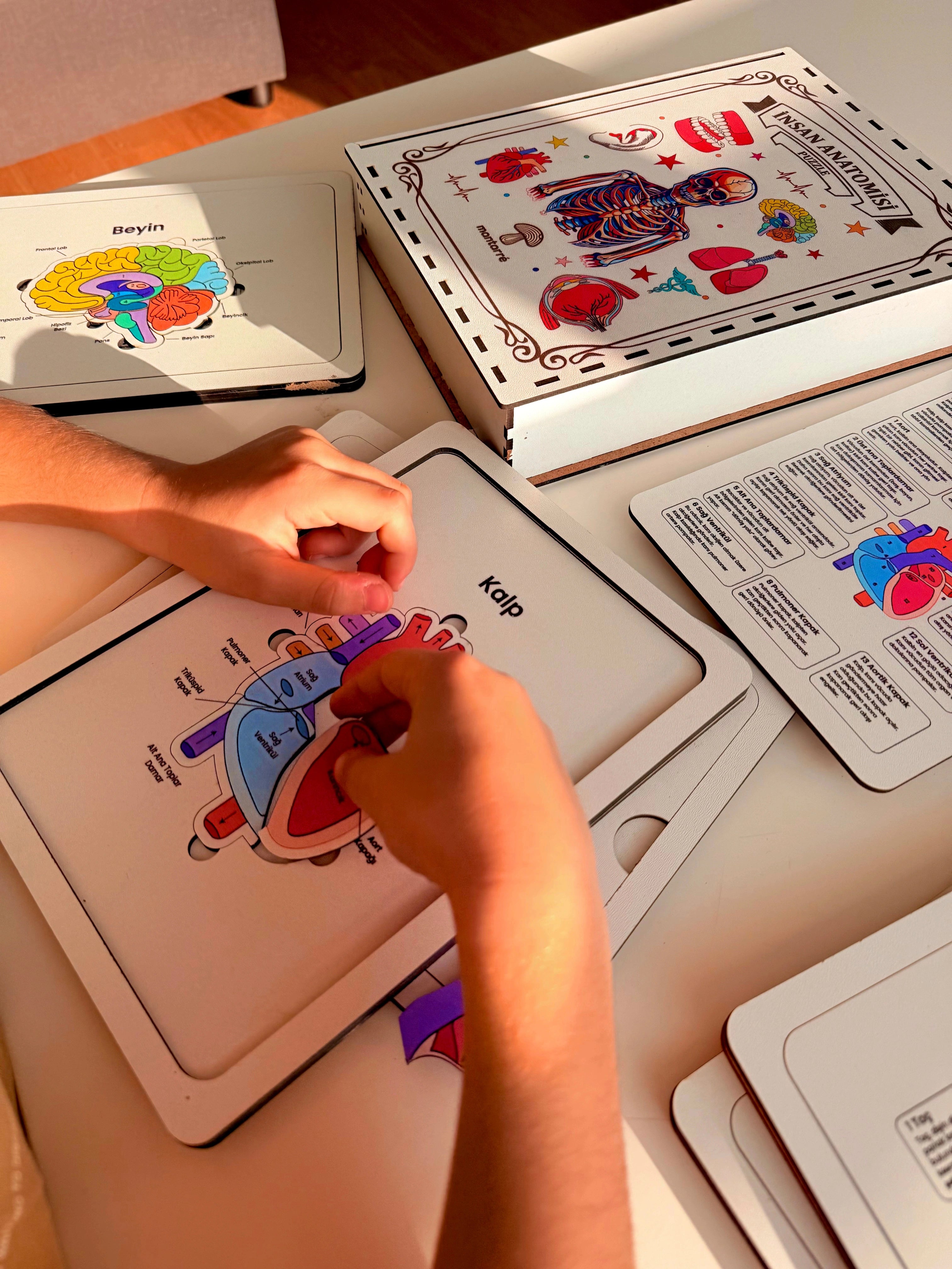 İnsan Anatomi Kartları