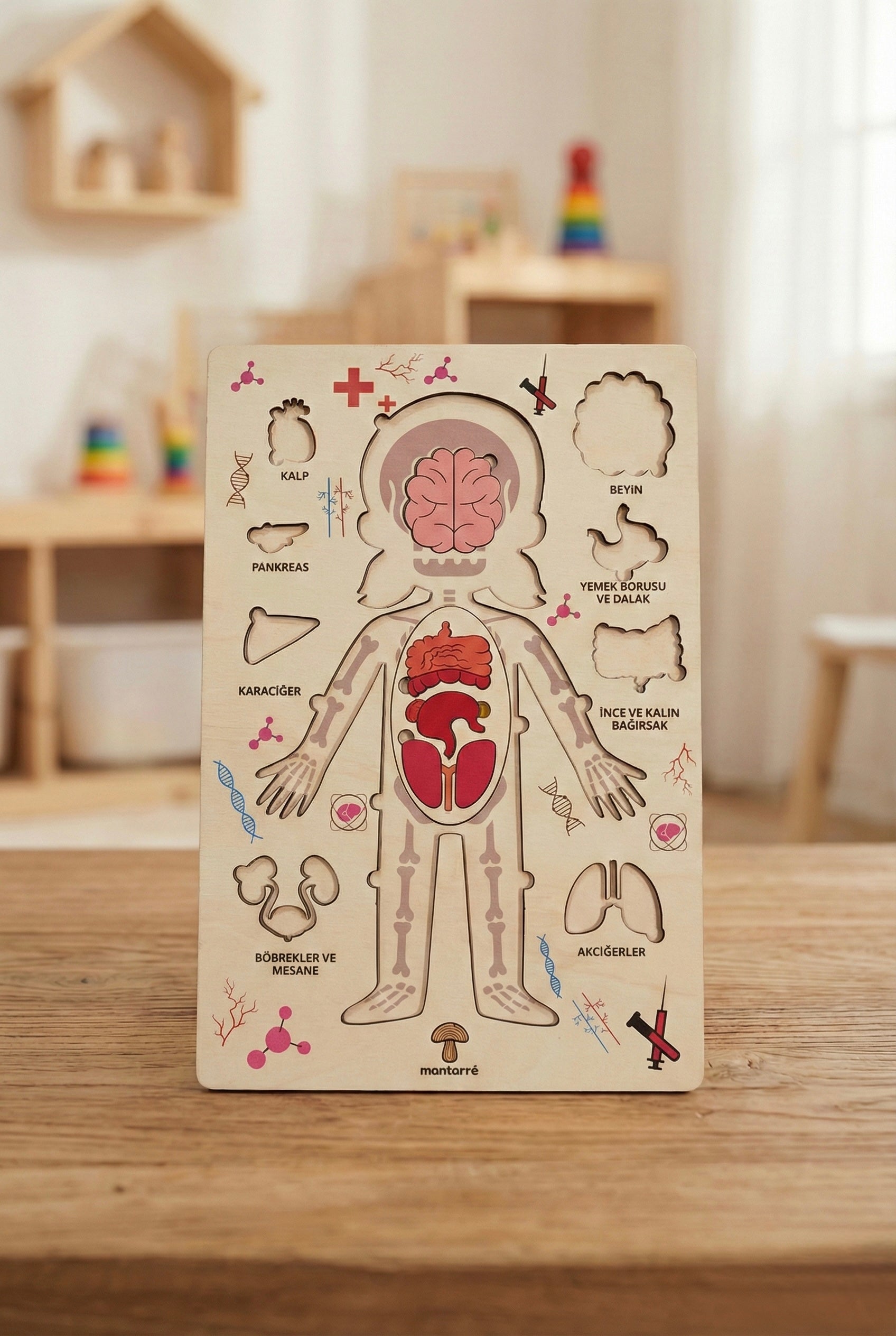 Montessori Çocuk Anatomi Puzzle'ı