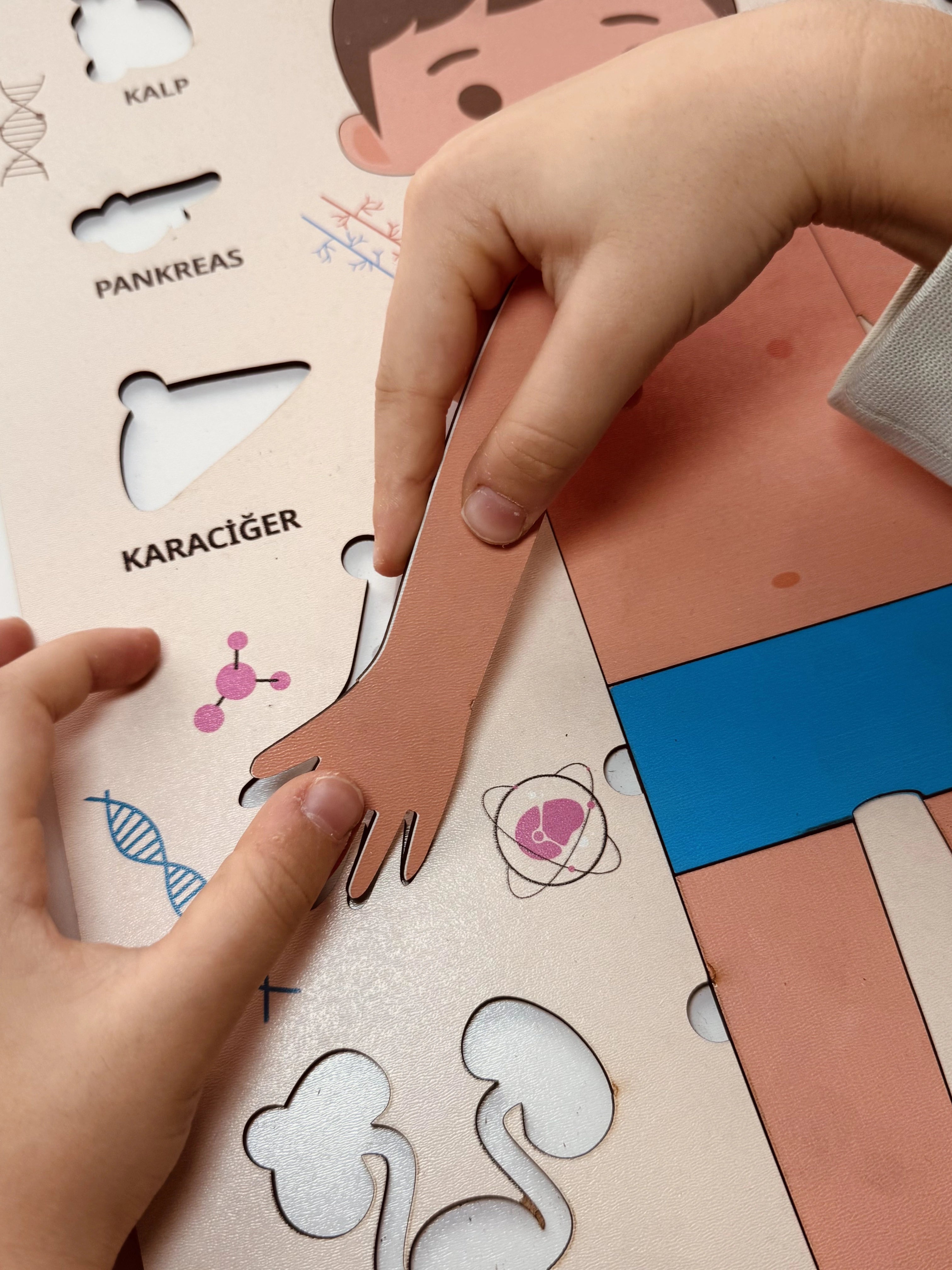 Montessori Çocuk Anatomi Puzzle'ı