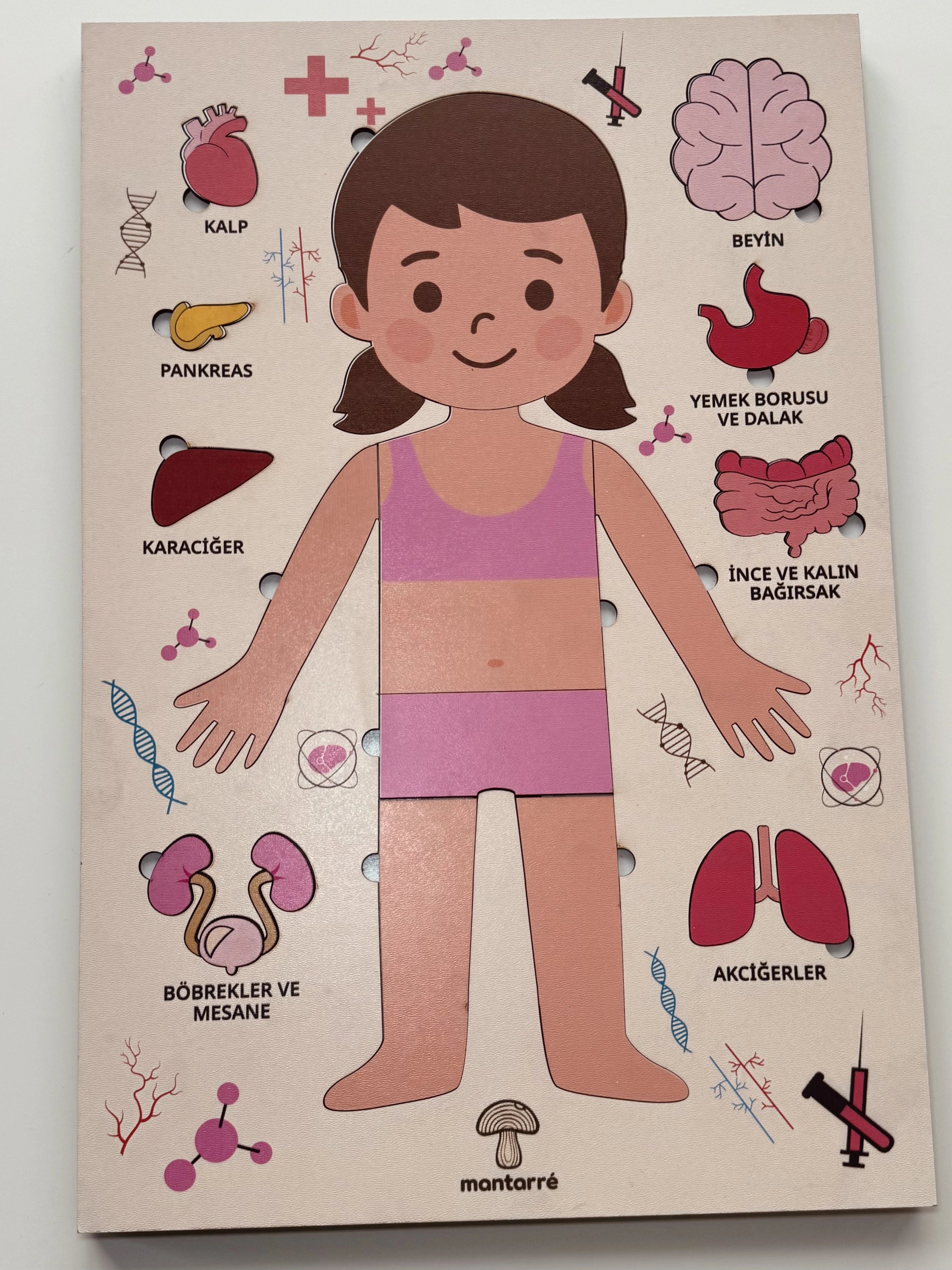 Montessori Çocuk Anatomi Puzzle'ı