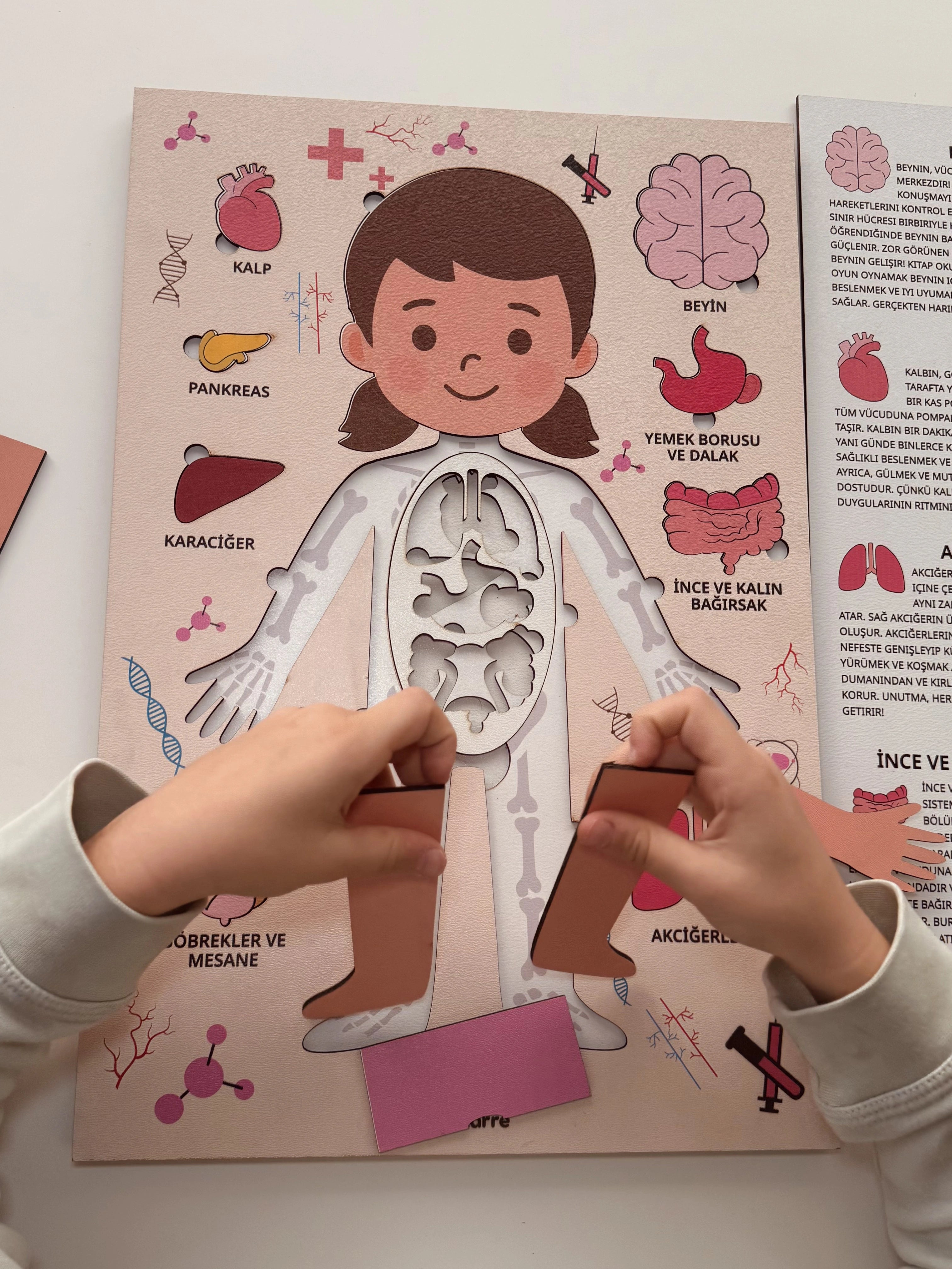 Montessori Çocuk Anatomi Puzzle'ı